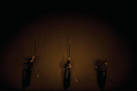 3 ARCHERS III No Frame