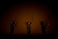 3 ARCHERS II No Frame