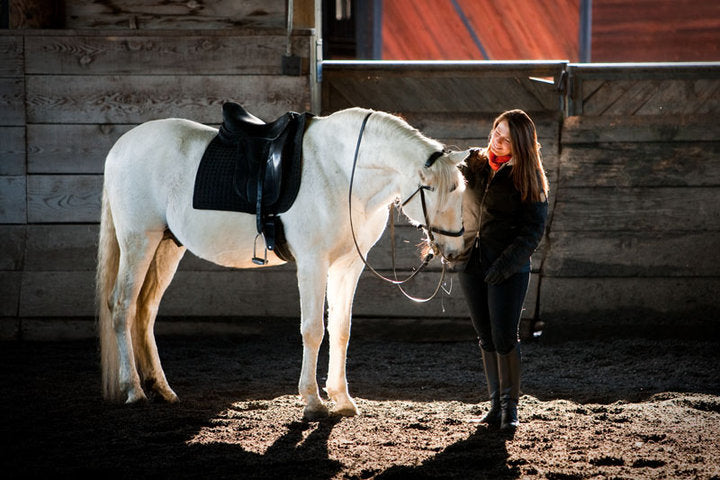 WHY I PAINT HORSES: A LIFELONG CONNECTION TO GRACE, STRENGTH, AND SPIRIT