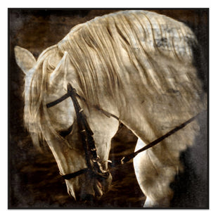 50x50in (127x127cm) - XL / Black Oak