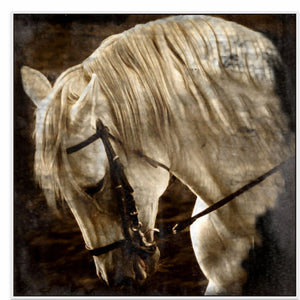 50x50in (127x127cm) - XL / White Maple